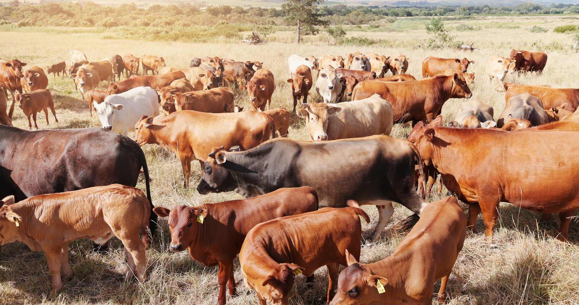 Cattle grazing on grass in the countryside on a working family farm, the herd whose pickup, quality and treatment records the n8n workflows keep